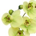 Floristik24 Orchids in pot green H30cm