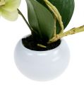 Floristik24 Orchids in pot green H30cm