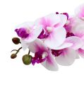 Floristik24 Orchid branch white-pink L58cm
