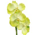 Floristik24 Orchid with roots light green L43cm