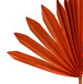 Floristik24 Palmspear Sun mini Orange 50pcs