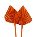 Floristik24 Palmspear mini orange 100pcs