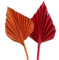 Floristik24 Palmspear assorted red/orange 50pcs