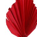 Floristik24 Palm spear mini red 100p