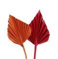 Floristik24 Palmspear mini sort. Red/Orange 100pcs