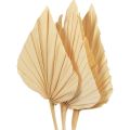 Floristik24 Palmspear Palm Leaves Natural Decoration Bleached 12.5×38cm 4pcs
