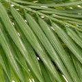 Kunst Palm Branch Artificial