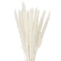 Floristik24 Pampas Grass Dried Flowers Bleached 70cm 15 Stems