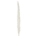 Pampas Grass Dried Flowers Bleached 70cm 15 Stems | Floristik24.co.uk
