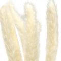Floristik24 Dried pampas grass cream for dried bouquet 65-75cm 6pcs