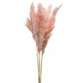 Floristik24 Pampas grass dried pink dry floristry 65-75cm 6pcs in bunch