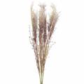 Floristik24 Pampas grass crème, violet Artificial dried flowers 3pcs