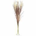 Floristik24 Pampas grass crème, violet Artificial dried flowers 3pcs