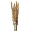 Floristik24 Pampas grass deco dried natural dry deco 70cm 6pcs