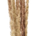 Floristik24 Pampas grass deco dried natural dry deco 70cm 6pcs