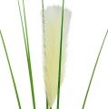 Floristik24 Pampas grass frond cream-green H100cm