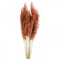 Floristik24 Pampas grass dried pink dry flowers 75cm bundle of 10pcs