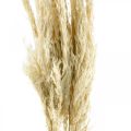 Floristik24 Pampas grass, dried, bleached 75cm For a dry bouquet Bunch of 10 pieces