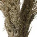 Floristik24 Pampas grass dried natural dry grass bunch 70-75cm 6pcs