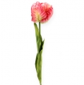 Floristik24 Parrot Tulip Pink 71cm 3pcs