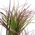 Floristik24 Artificial sedge grass in a pot Green, red purple 45cm