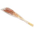 Floristik24 Pearl Millet Decorative Reed Bulbs Babala Millet Brown 70cm 10pcs