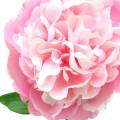 Floristik24 Peony Artificial flower with blossom and bud Pink 68cm