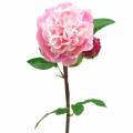 Floristik24 Peony Artificial flower with blossom and bud Pink 68cm