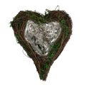 Floristik24 Planter Heart Vine Moss 21cm x 26cm H6cm
