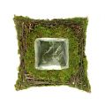 Floristik24 Plant pillow moss with vine 20cm x 20cm