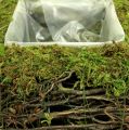 Floristik24 Plant pillow moss with vine 30cm x 30cm