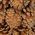 Round Pinecone Bowl for