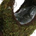 Floristik24 Plant basket snail moss brown 29x13cm H23cm