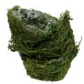 Floristik24 Planting bowl with moss Ø16cm H9cm - 10cm Green 3pcs
