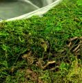 Floristik24 Planting bowl moss with vine Ø 25cm