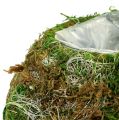 Floristik24 Plant bowl moss bowl Ø18cm 2pcs