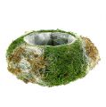 Floristik24 Planter bowl made of moss Ø28cm