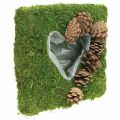 Floristik24 Plant cushion heart moss and cones square 25 × 25cm