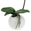 Floristik24 Phalaenopsis cream in a ceramic pot 33cm