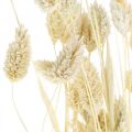 Floristik24 Phalaris grass, dried flower bunch, dried glossy grass, bleached L30–60cm 50g