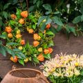 Artificial Physalis Wreath Orange, Green Ø28cm Autumn Decoration | Floristik24.co.uk