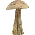 Floristik24 Mushroom, paulownia wood, autumn, wood decoration Ø18–20cm H28cm