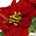 Floristik24 Poinsettia bouquet red velvet 35cm