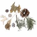 Floristik24 Dry floral handicraft set Advent cones and moss white washed 150g