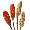 Floristik24 Protea Mix, dried flowers Respens natural/red 13pcs
