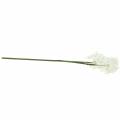 Floristik24 Artificial Meadow Flower Meadow Salsify White 57cm