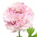 Floristik24 Ranunculus lilac H45cm