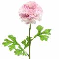 Floristik24 Ranunculus lilac H45cm