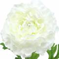 Floristik24 Ranunculus White H45cm