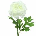 Floristik24 Ranunculus White H45cm